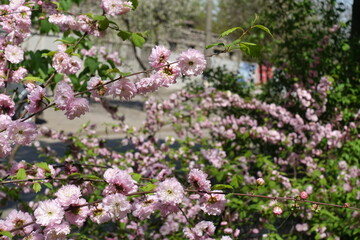 Many pink flowers of Prunus triloba in May