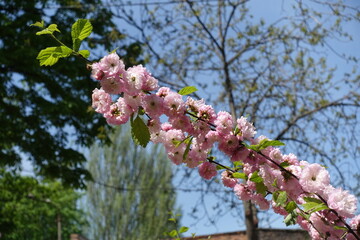 Sky and branch of blossoming Prunus triloba in May
