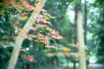 Japanese Maple leaves changing from green to red (green blurred background)