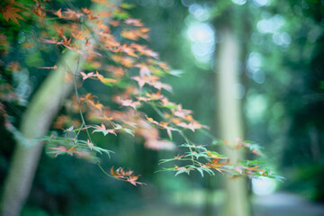 Japanese Maple leaves changing from green to red (green blurred background)