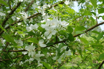 Flowers in the leafage of apple tree in mid May