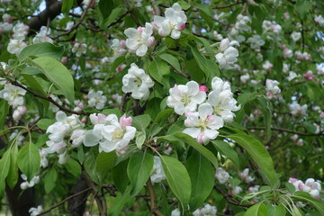 Multiplicity of pinkish white flowers of apple tree in May