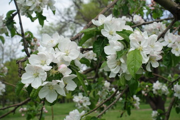 Multitude of white flowers of apple tree in mid May