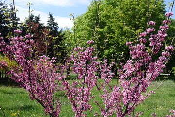 Branches of blossoming cercis canadensis in May