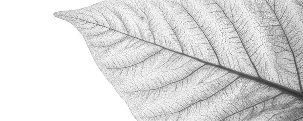 Close-up of white leaf texture against monochrome background. Natural veins lines pattern creating intricate organic design. Beautiful detailed macro shot for design templates websites backgrounds.