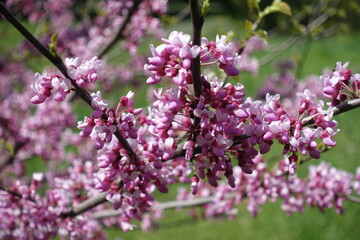 Closeup of pink flowers of cercis canadensis in May