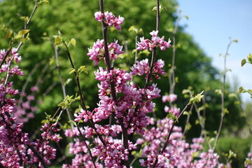 Fototapeta premium Erect branches of cercis canadensis with pink flowers in May