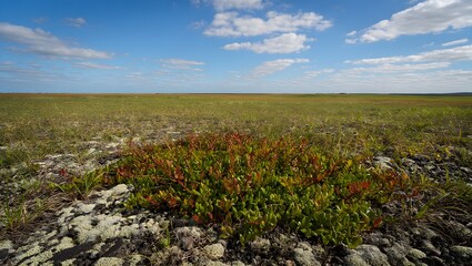 Obraz premium A wide-angle landscape photograph showcasing a vast, open field under a bright blue sky dotted