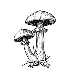 Wild mushrooms in grass, a sketch in black and white ink. Vector illustration. Autumn decor for a mushroom garden, highlighted on a white background. For postcards, invitations, cookbooks, and menus.