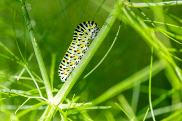 Bruco di Macaone ( Papilio machaon )