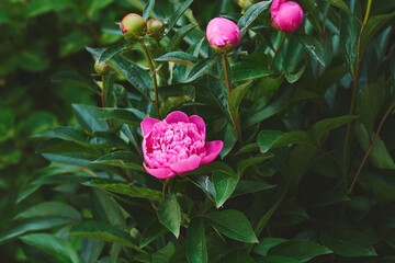  Gardening landscaping.Nice bush of delicate pink peonies