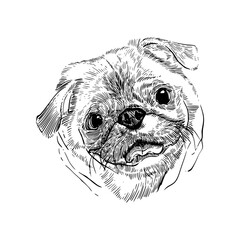 head of dog with cute smile 