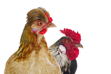  rooster and chicken isolated on white background