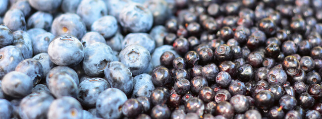 Blueberries and bilberries textured background panoramic view