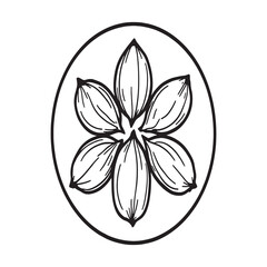 groundnuts vector outline drawing showing peanuts in shell