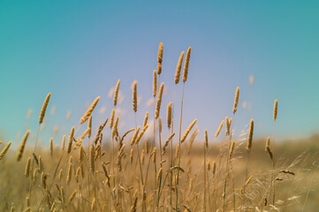 Low angle view of golden wheat field against blue sky, Victoria, Australia