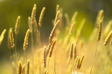 Golden wheat field in summer, Victoria, Australia