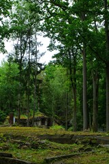Abandoned military bunker in the forest on a sunny summer day, Wolf's Lair, Mazury, Poland