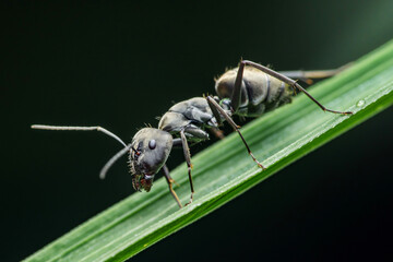 Black ant walking on a green leaf in the rainforest