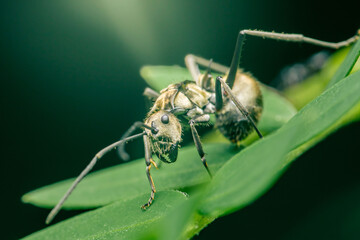 Polyrhachis dives ant walking on green leaf