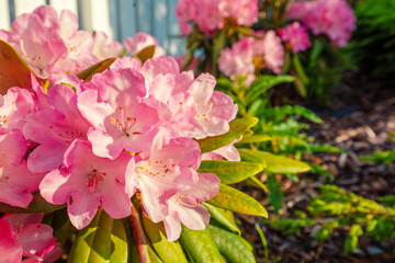 A rhododendron bush blooms in the garden