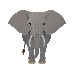 Fototapeta premium Majestic African Elephant Front View Vector Illustration with Tusks and Trunk