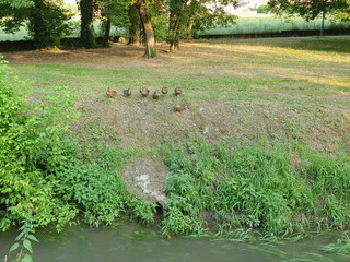 mallard duck with ducklings