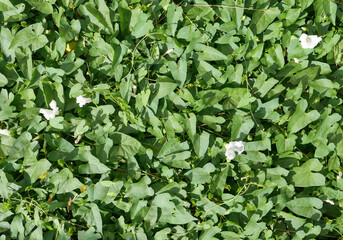 hedge bindweed plant scient. name Calystegia sepium background