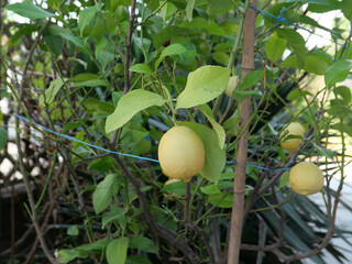 lemon fruit plant