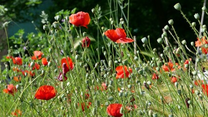 field of red poppies background
