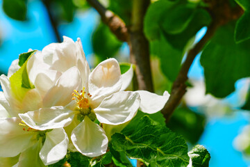 Nice apple tree twig with white pink flowers in the spring garden