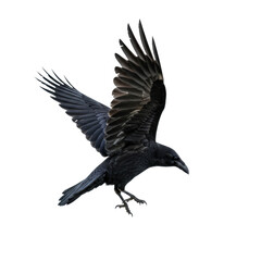 Naklejka premium A majestic common raven in mid-flight, glossy black wings outstretched, intricate feathers detailed from a high-angle shot, isolated on a clean white studio background with copy space, concept of