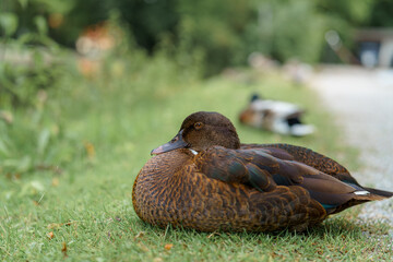 Brown duck resting on green grass near a water body in a serene natural setting during daylight...