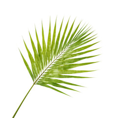 A single, gracefully curved green palm leaf, perfect for adding a touch of nature or tropical flair to designs.
