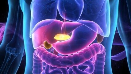 Detailed anatomy of human digestive system with liver and intestines - Powered by Adobe