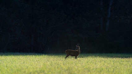 Roe deer buck eating grass in a clearing. Capreolus capreolus, Sologne, Loiret 45, région Centre Val de Loire, France, European Union, Europe