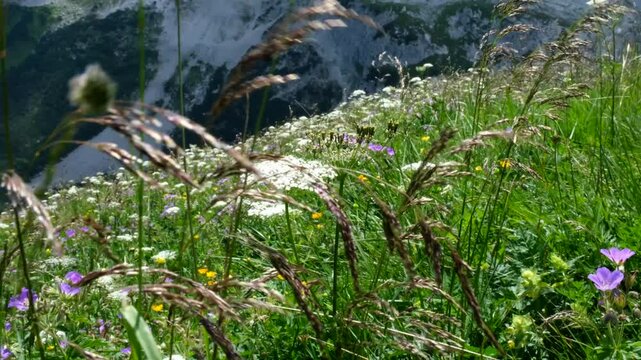 Close-up of wild alpine flowers swaying gently in the wind on a green hillside, with snow-covered mountain slopes softly blurred in the background.