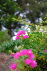 Vibrant bougainvillea cascade. Bright pink bougainvillea blooms spill over lush green foliage, creating a cascading tapestry of color—perfect for tropical garden, floral design, and decorative themes.