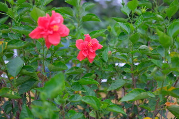 Velvet twin. A pair of double red hibiscus blooms emerges from lush green foliage, their velvet...