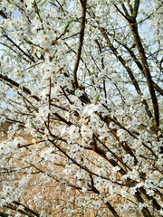 Flowers of bloomung apple tree.