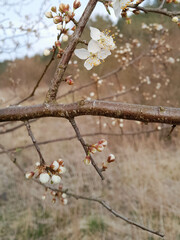 Flowers of bloomung apple tree.