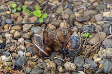 Two snails are seen interacting on bed of small stones and pebbles, surrounded by bits of greenery and twigs in natural outdoor setting.