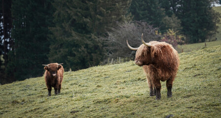 cows in the field