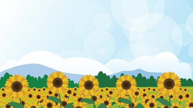 　夏のひまわり畑