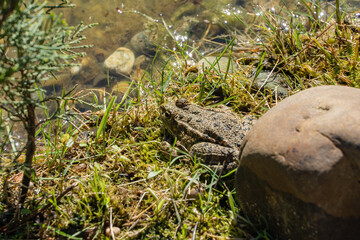 Frog camouflaged among green grass and moss near shallow, clear stream with rocks and aquatic plants.Banks of magical garden pond are inhabited by amphibians.