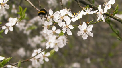 Close up of bumblebee on white apple flower.