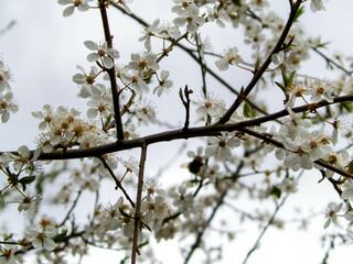 Close up of white flowers of wild apple tree.