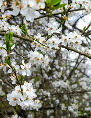 Close up of white flowers of wild apple tree.
