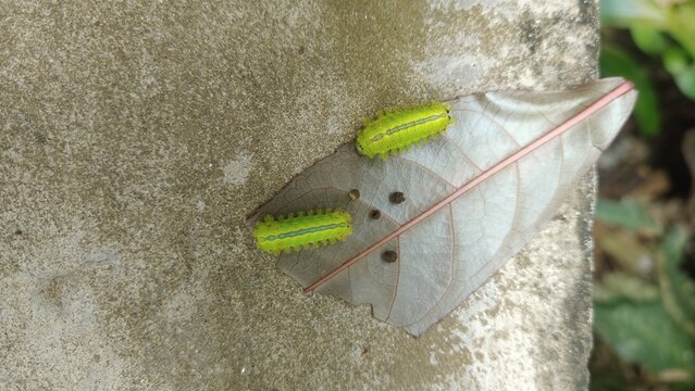 Close-up of two vibrant green slug caterpillars with spines resting on a dry, transparent leaf placed on a rough concrete surface.