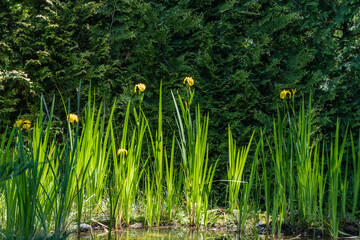 Serene pond scene with tall green reeds and yellow iris pseudacorus (yellow flag, yellow iris) flowerss, reflecting in calm water, surrounded by lush greenery and trees.
